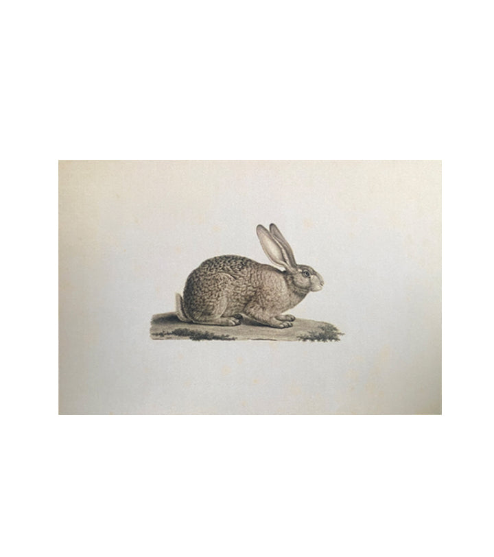 Cottontail