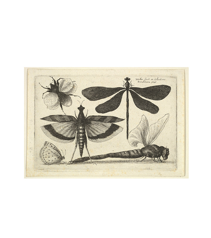 Dragonflies and a Bumblebee