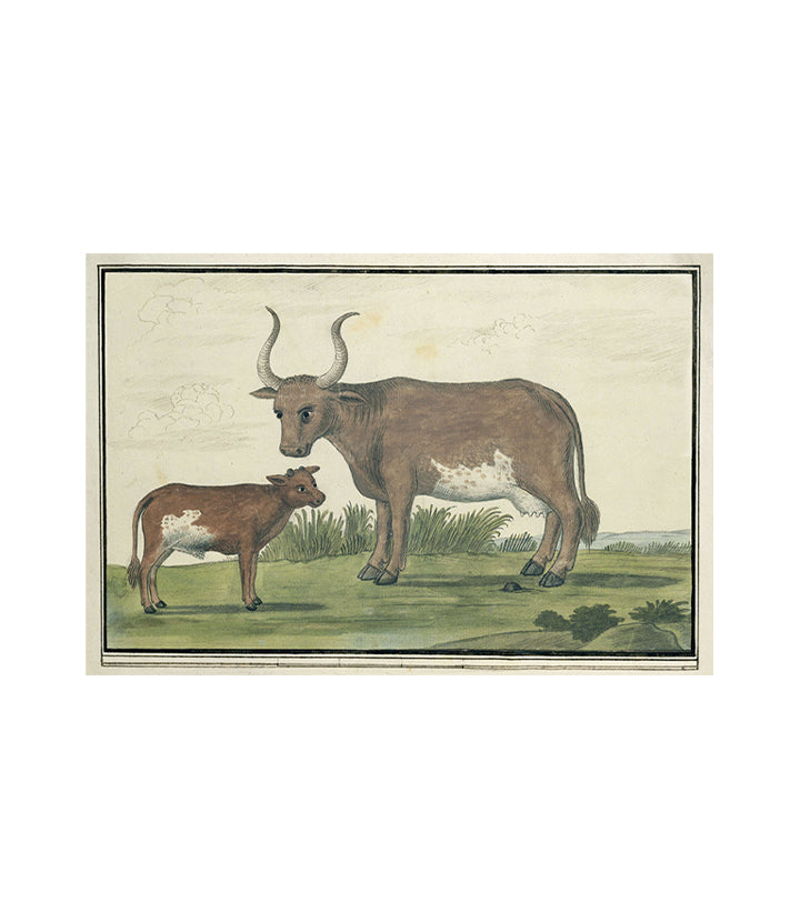 Moo Ma