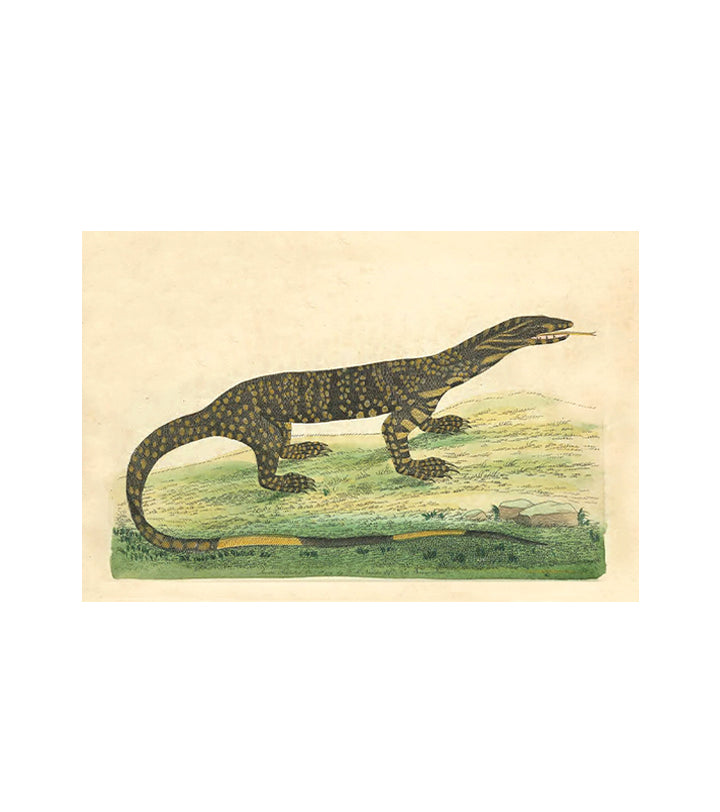 The Lace Monitory Lizard {Lacerta Monitor}