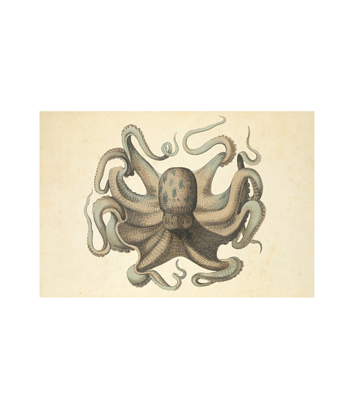 Octopus vulgaris