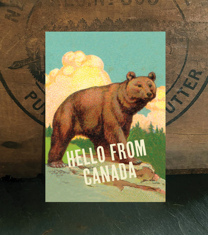 Hello Bear