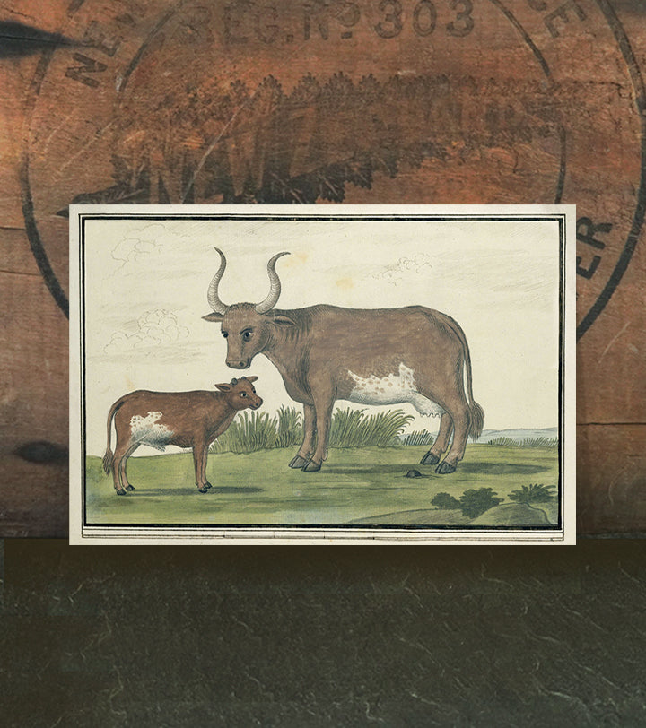 Moo Ma