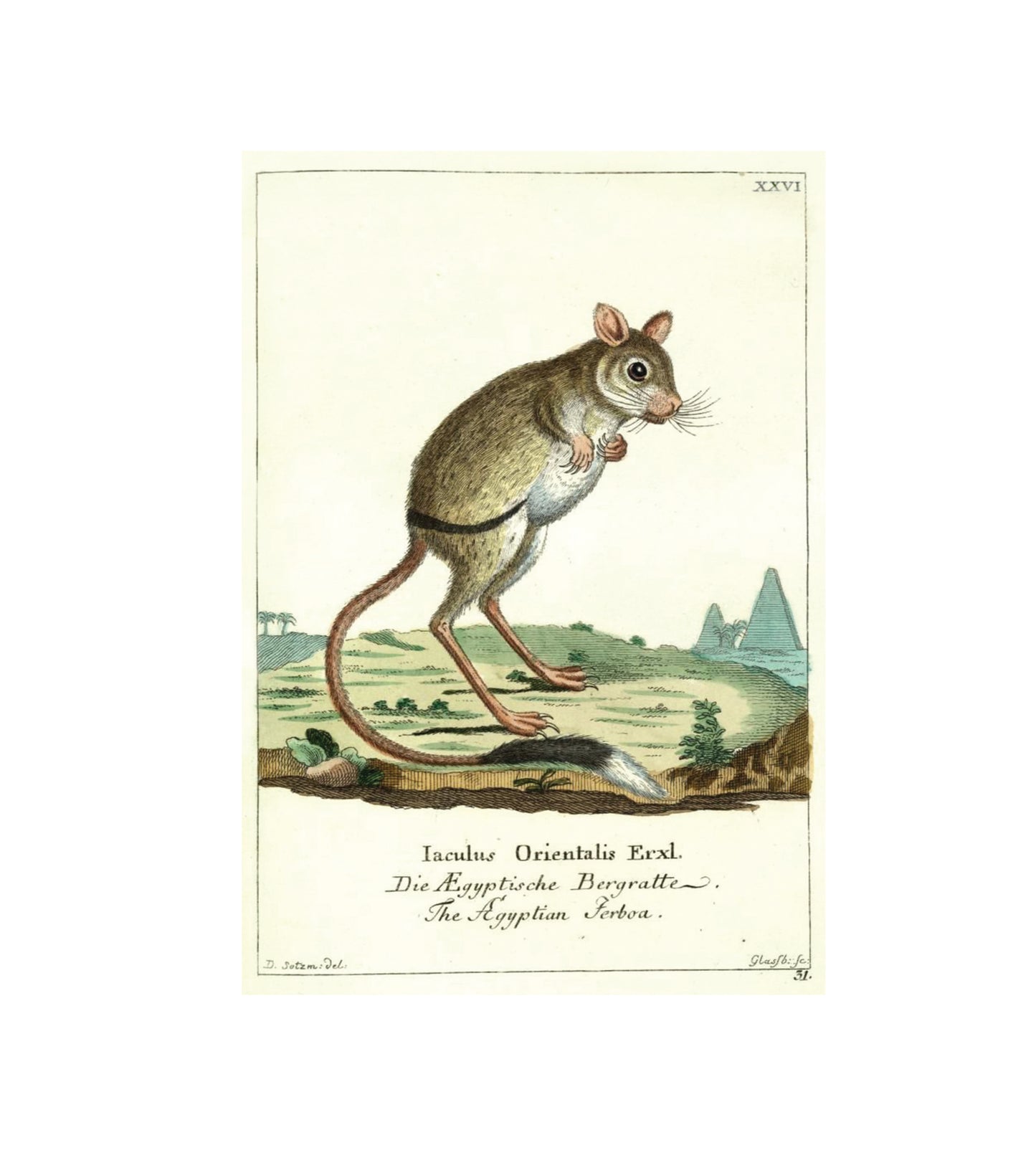 Jumping Jerboa
