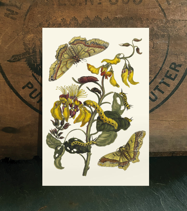 Honeysuckle