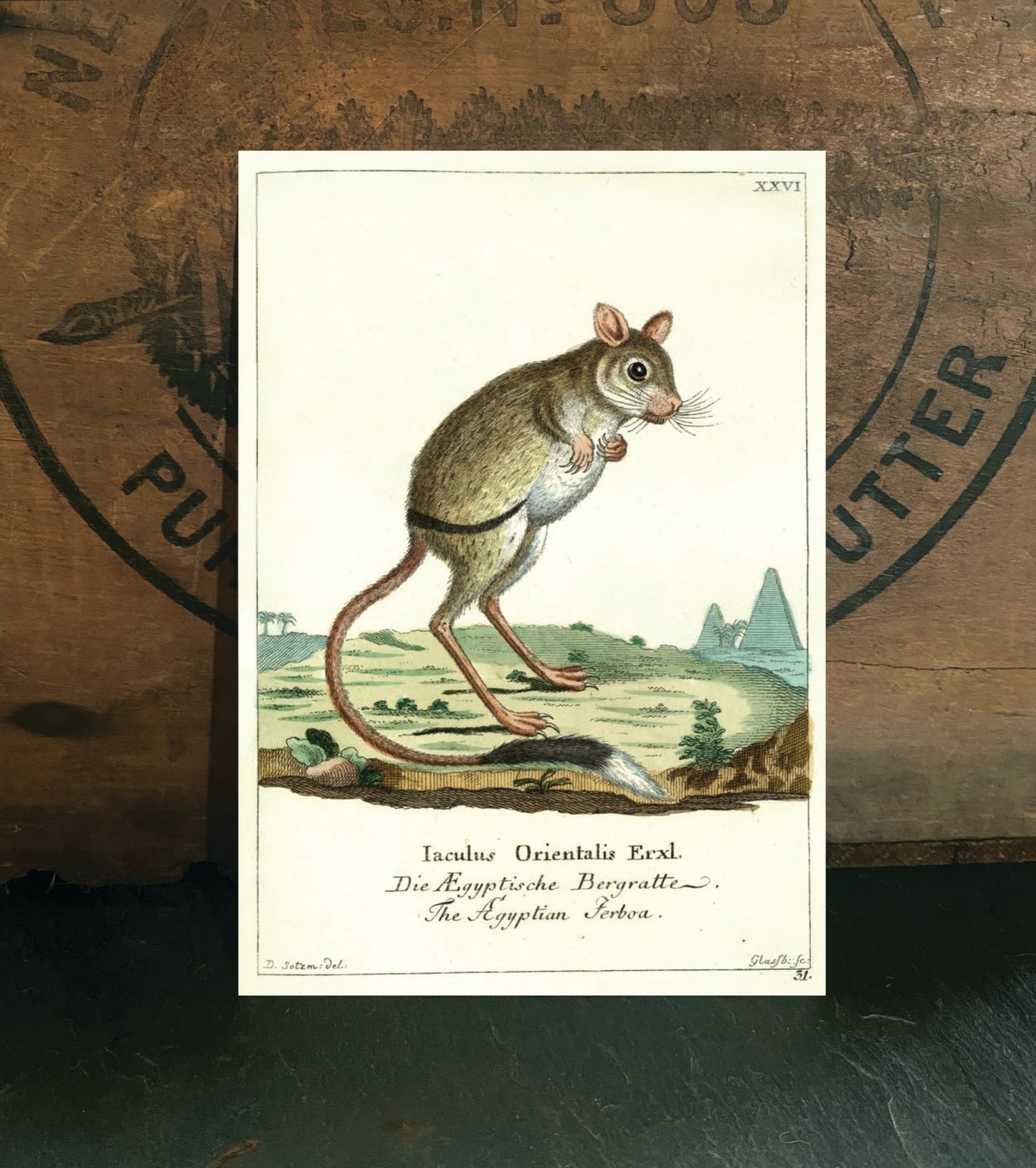 Jumping Jerboa