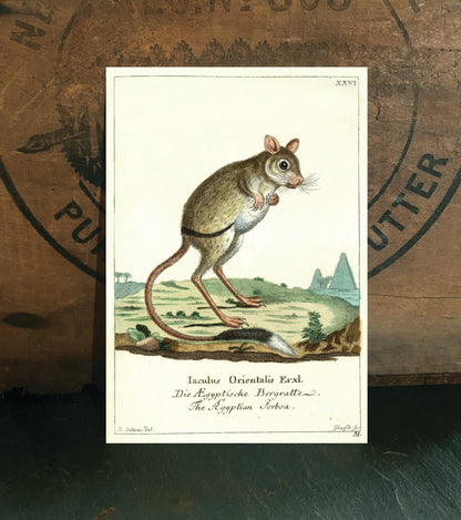 Jumping Jerboa