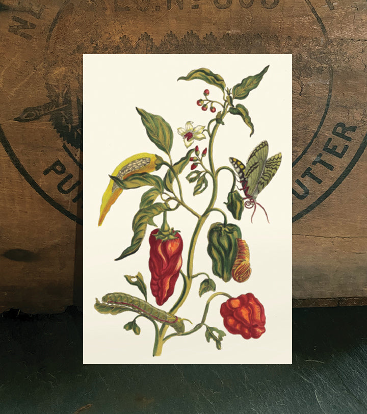 Hot Pepper Garden Dream