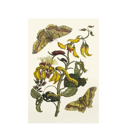Honeysuckle