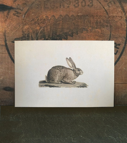 Cottontail