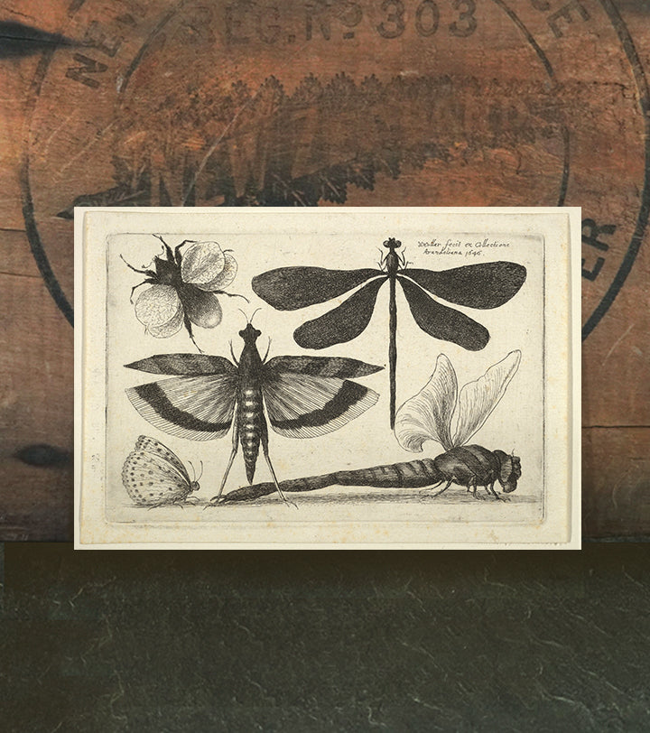 Dragonflies and a Bumblebee