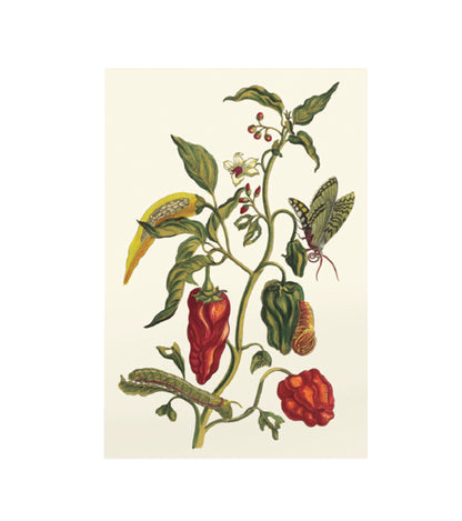 Hot Pepper Garden Dream