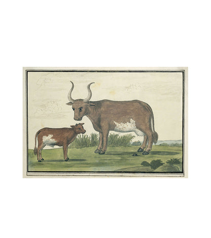 Moo Ma