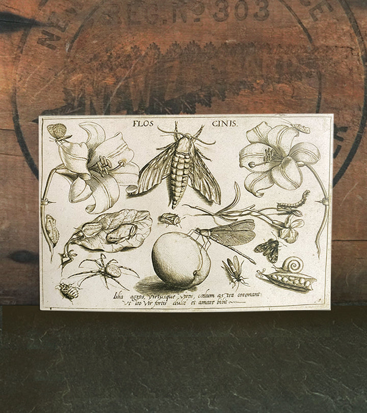 The Flower Turns to Dust {Flos Cinis}