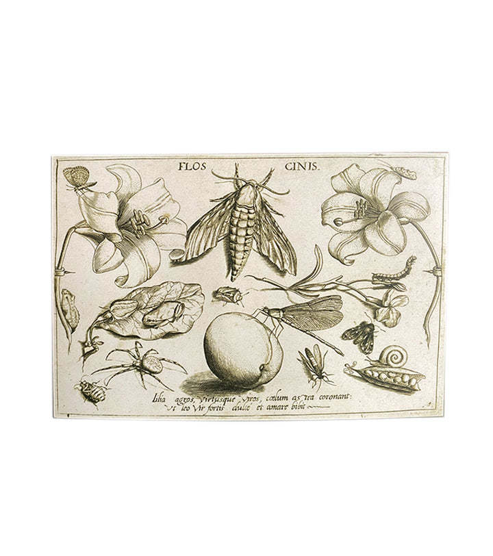 The Flower Turns to Dust {Flos Cinis}