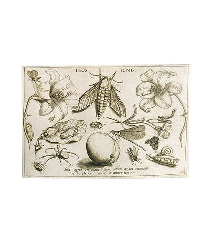 The Flower Turns to Dust {Flos Cinis}