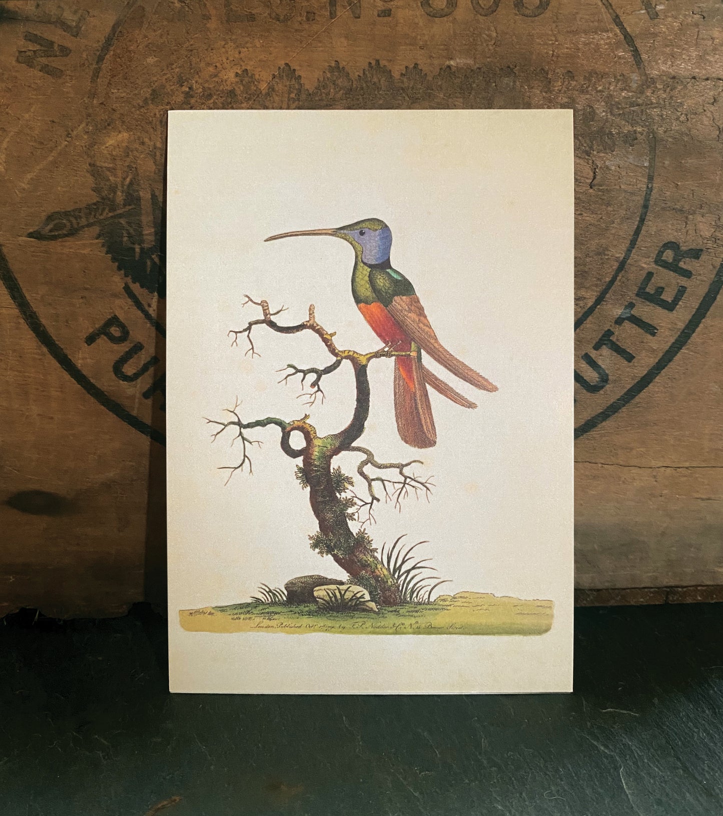 Harlequin Hummingbird