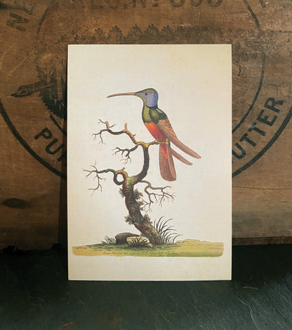 Harlequin Hummingbird