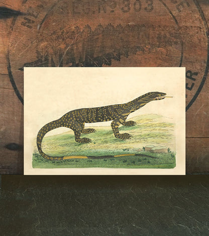 The Lace Monitory Lizard {Lacerta Monitor}