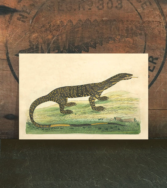 The Lace Monitory Lizard {Lacerta Monitor}