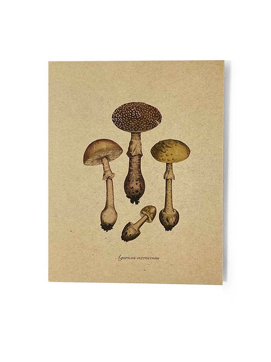 Illustration of mushrooms on a textured beige background