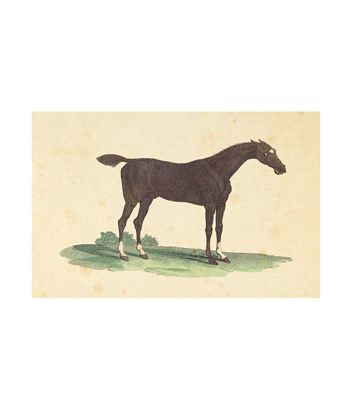Nodder's Horse