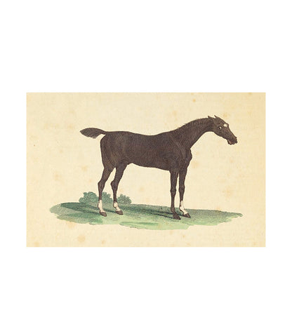 Nodder's Horse