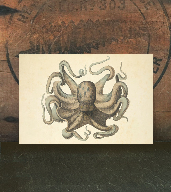 Octopus vulgaris