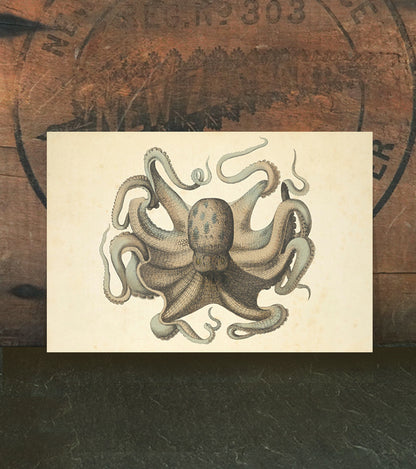Octopus vulgaris