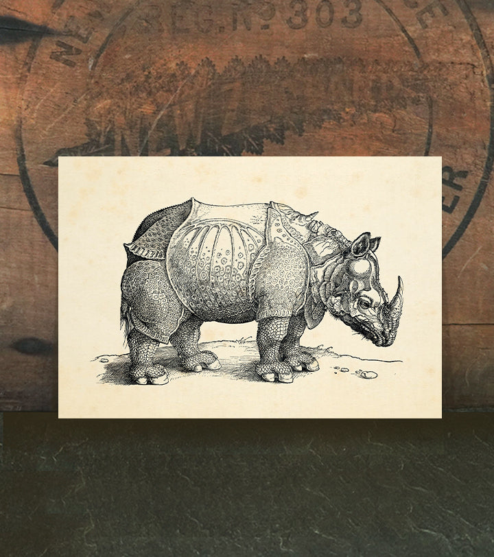Rhinoceros