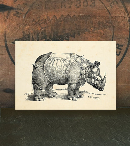 Rhinoceros