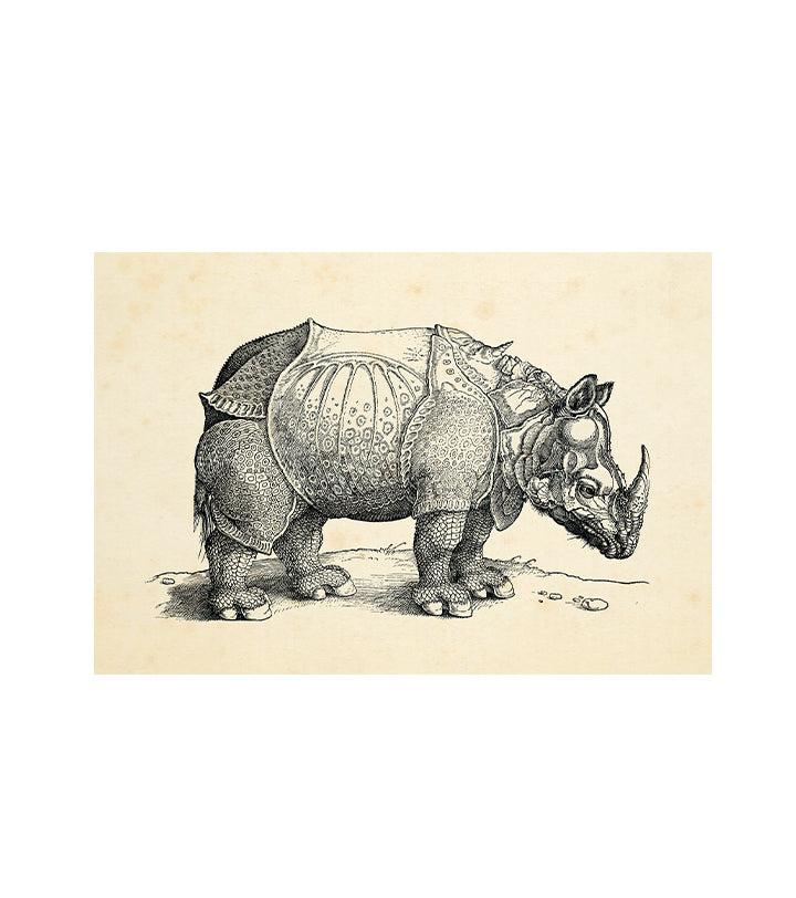 Rhinoceros