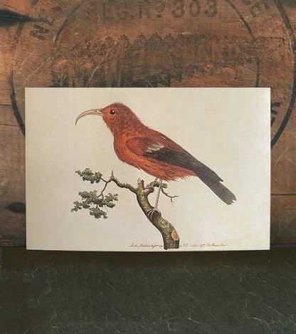 Scarlet Honeycreeper