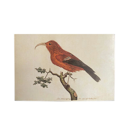 Scarlet Honeycreeper