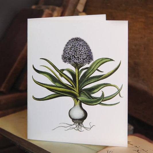 Hyacinthus